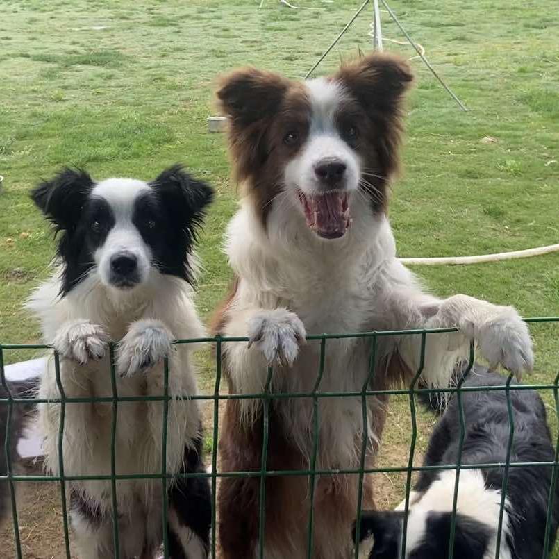 关中牧园犬舍
