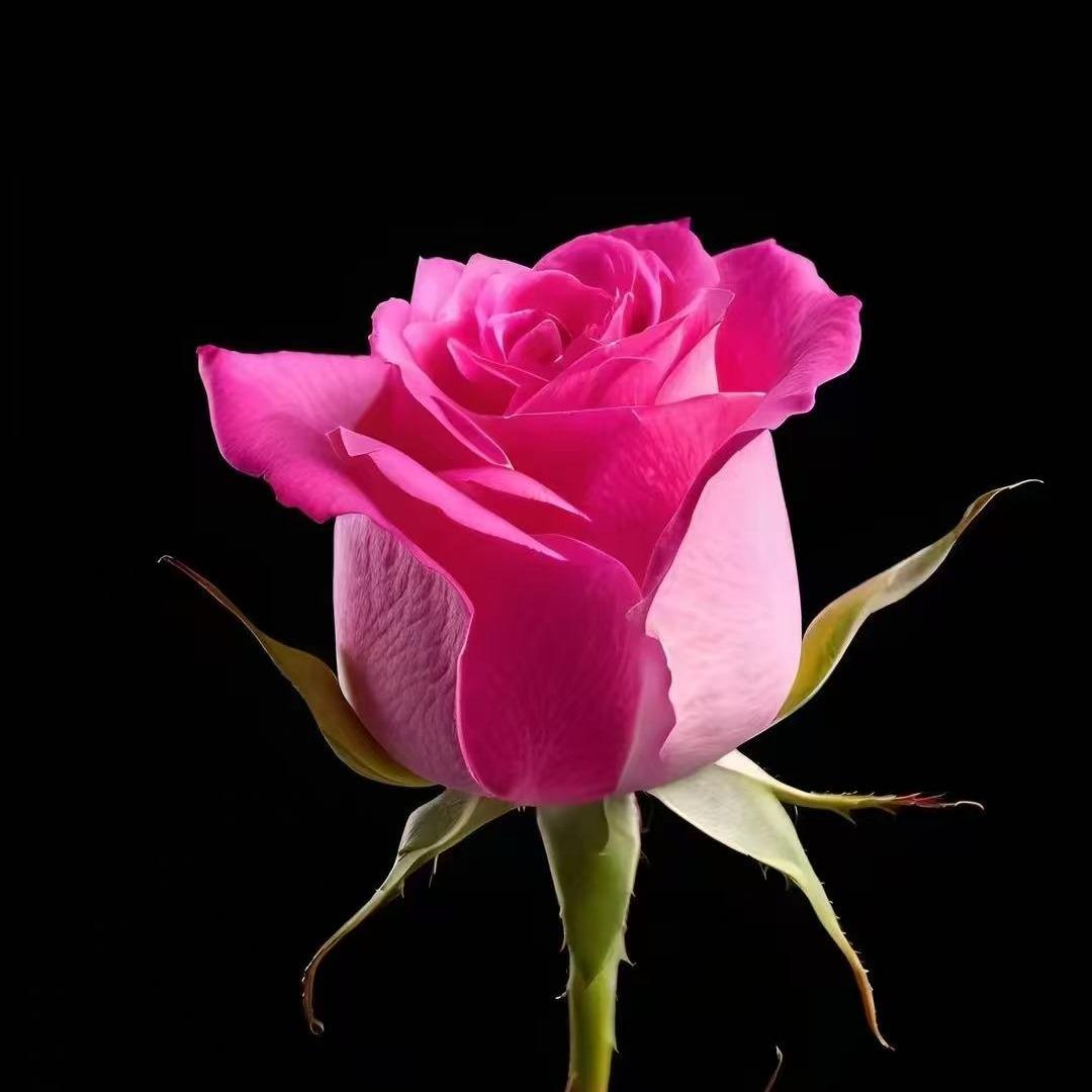 新新新..直播号