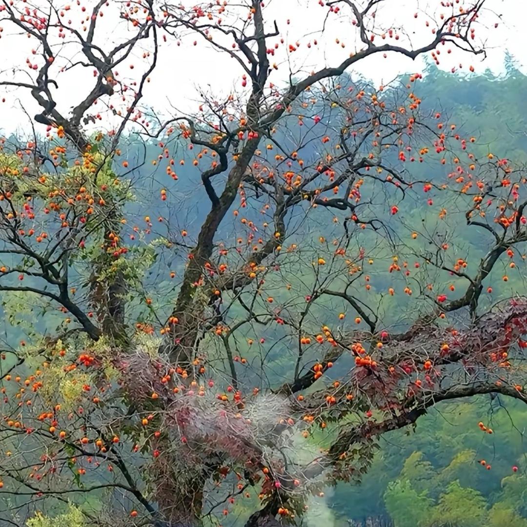 峥峥科技推广号
