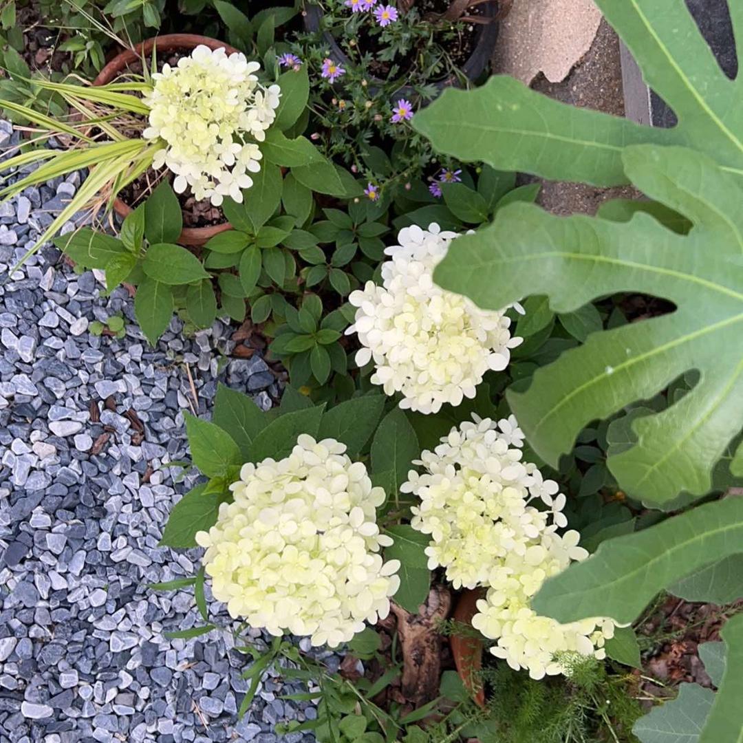 青岛JS玖宿·花园别墅民宿官方号