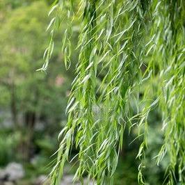 北京嘉禾尚膳言图直播号