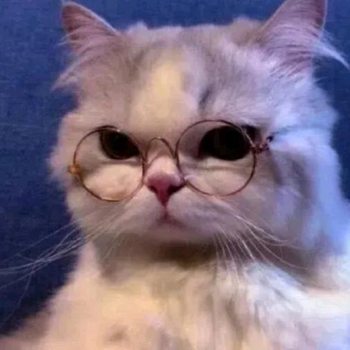 开远市浠浠仔家宠物服务店