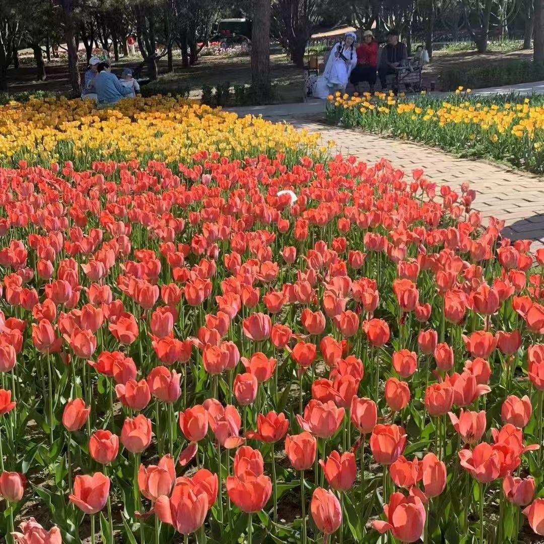 广州埗翼营销号