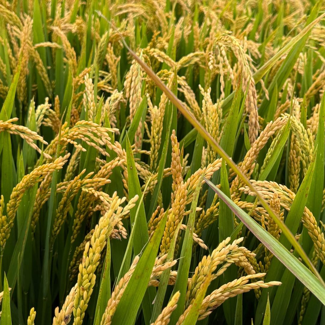 田野老于.桐测戎