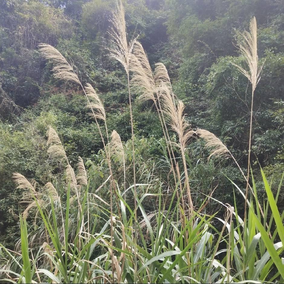 长清副食店荣恒悦隆15号