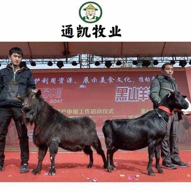 通凯农村大学生养羊