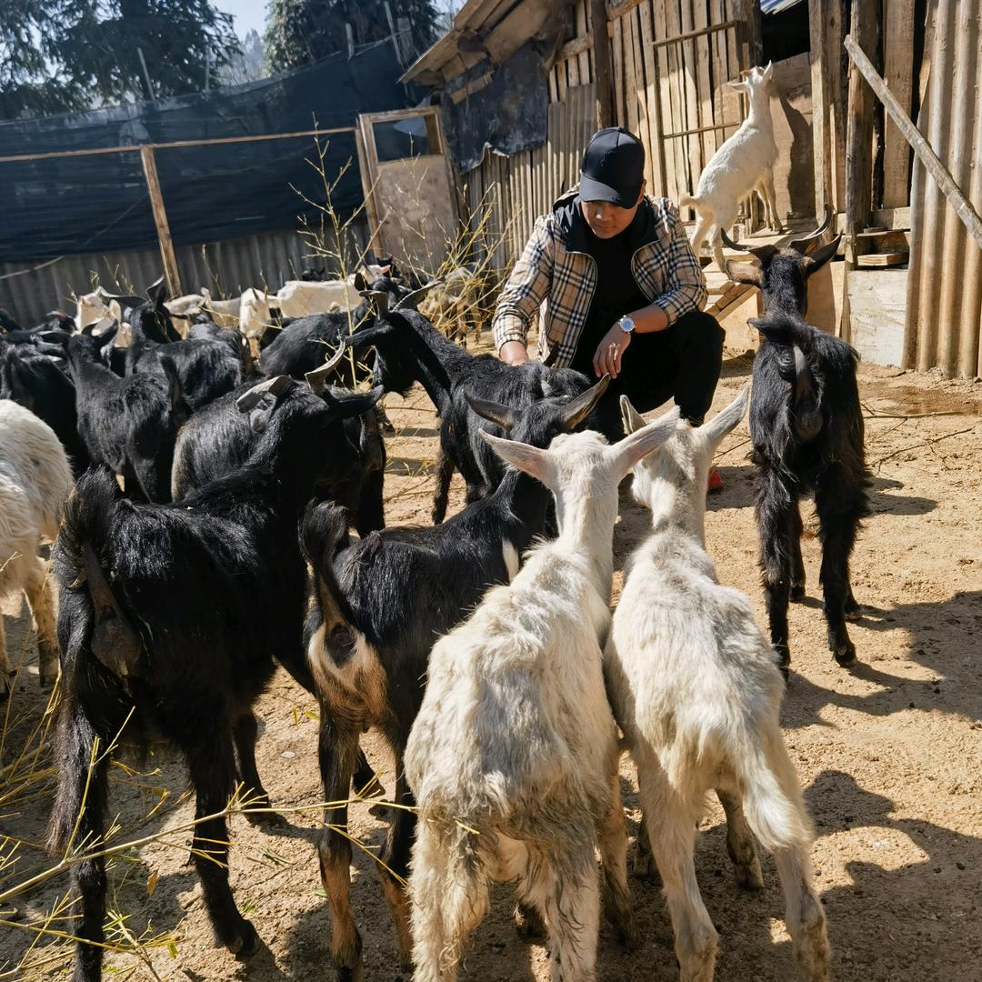 探味烤全羊（个旧店）