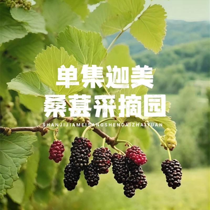 单集镇迦美桑葚采摘园