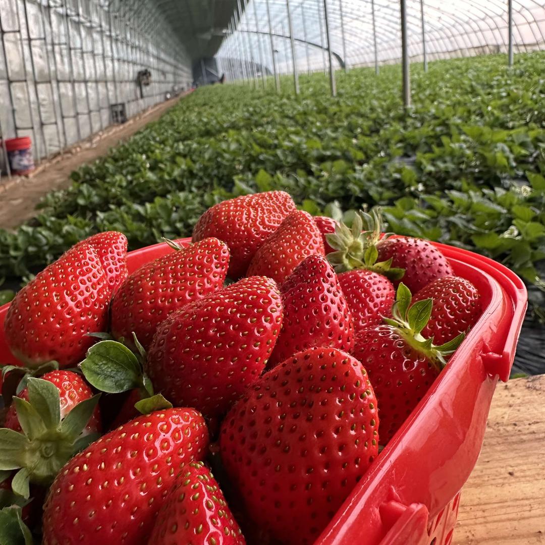 小韩草莓采摘园官方号