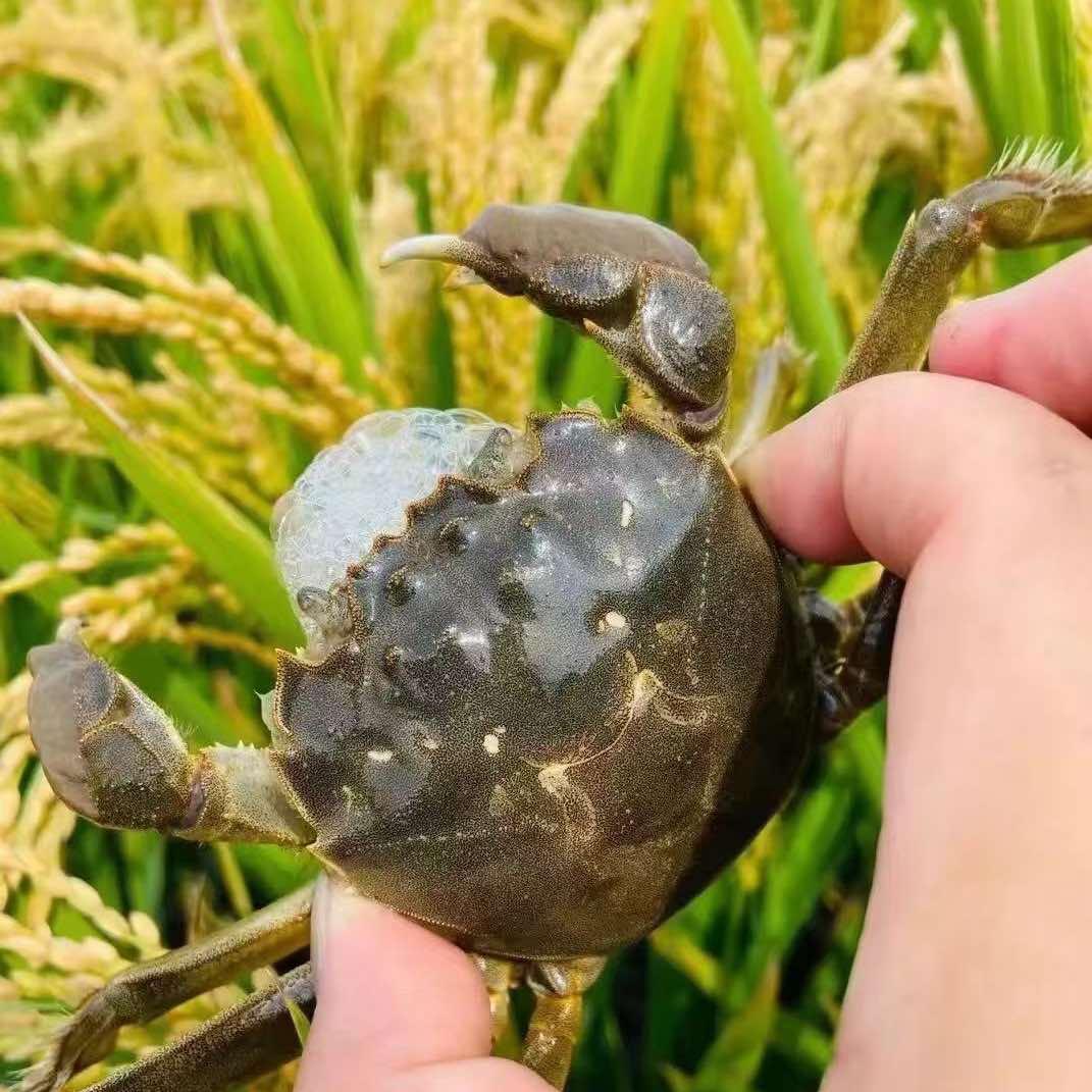 金来运盘锦稻田河蟹(铁西勋业店)