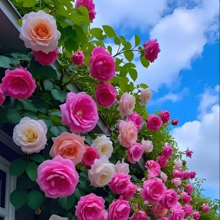 粤语宠粉号（池盟）