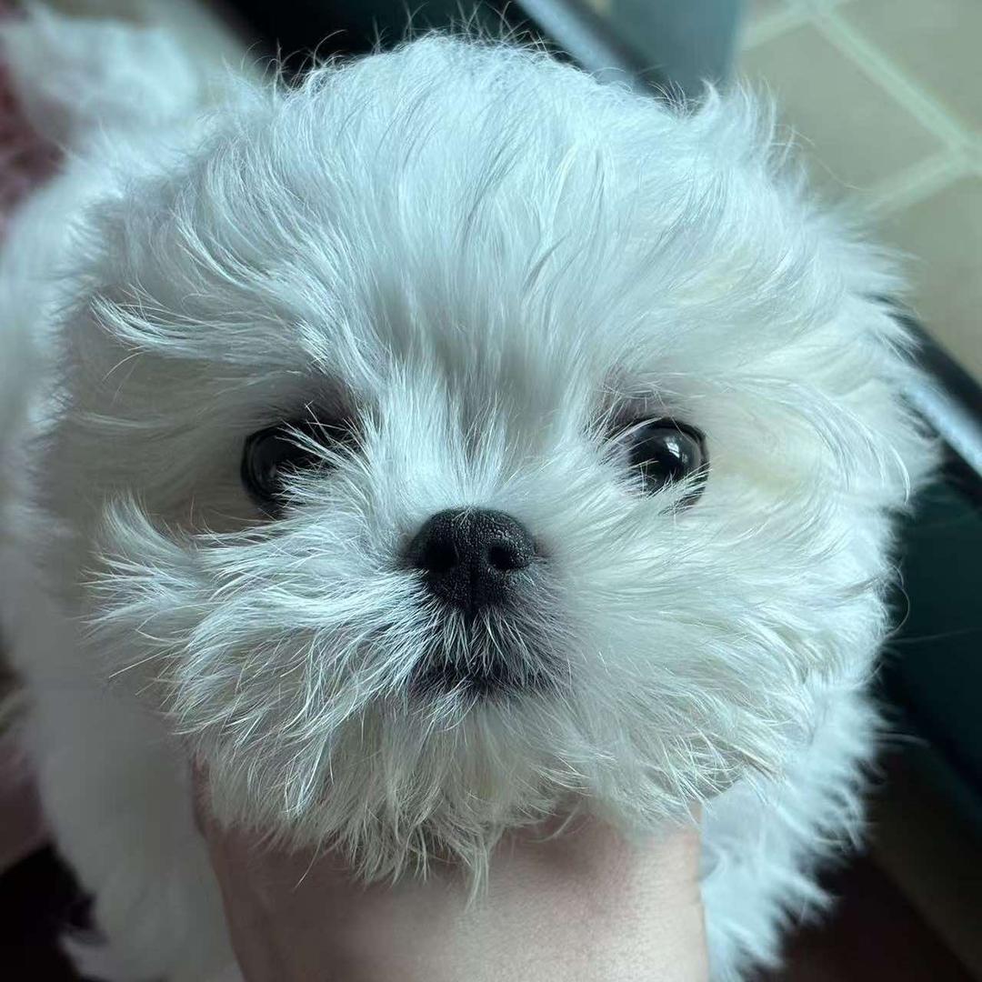 上海韩版马尔济斯(家庭精养)官方号