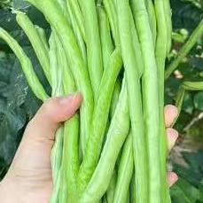 五号成都玲杉栖