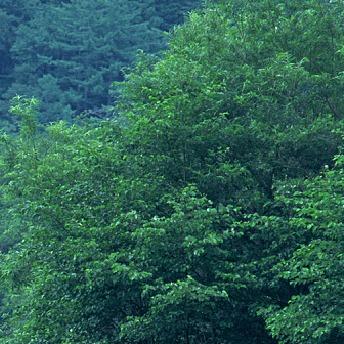 钻石荷花传媒直播号