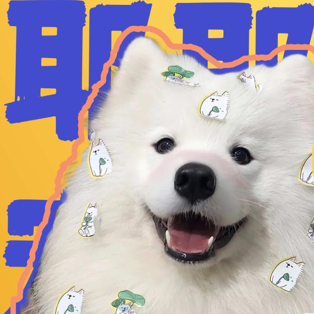 成都耶耶宠物幼稚园