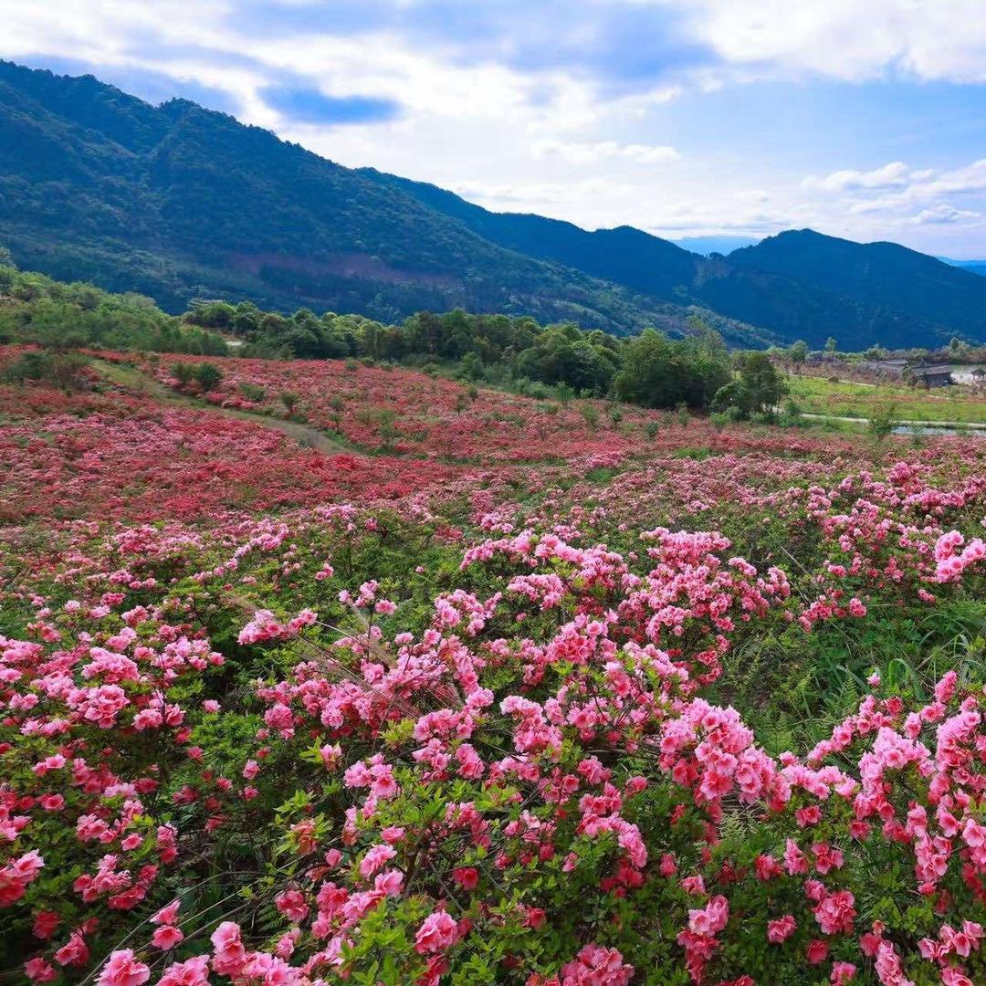 杜鹃山花海度假区