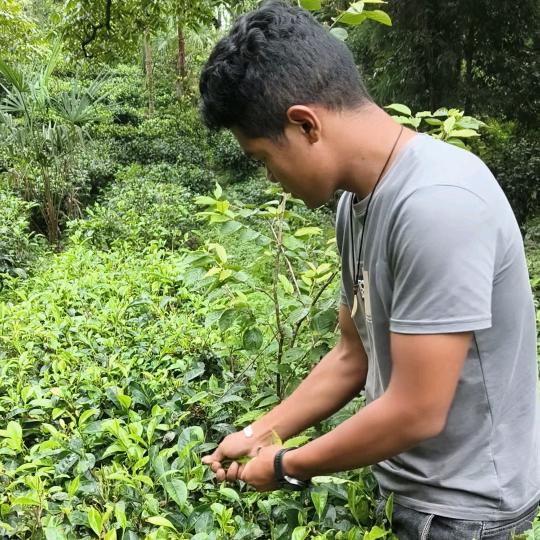 几壶春回龙茶