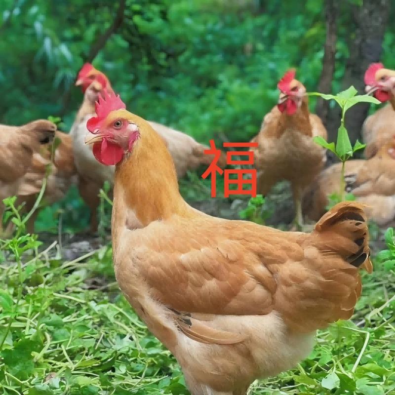 广州倩函商贸商行（个人独资）福利号