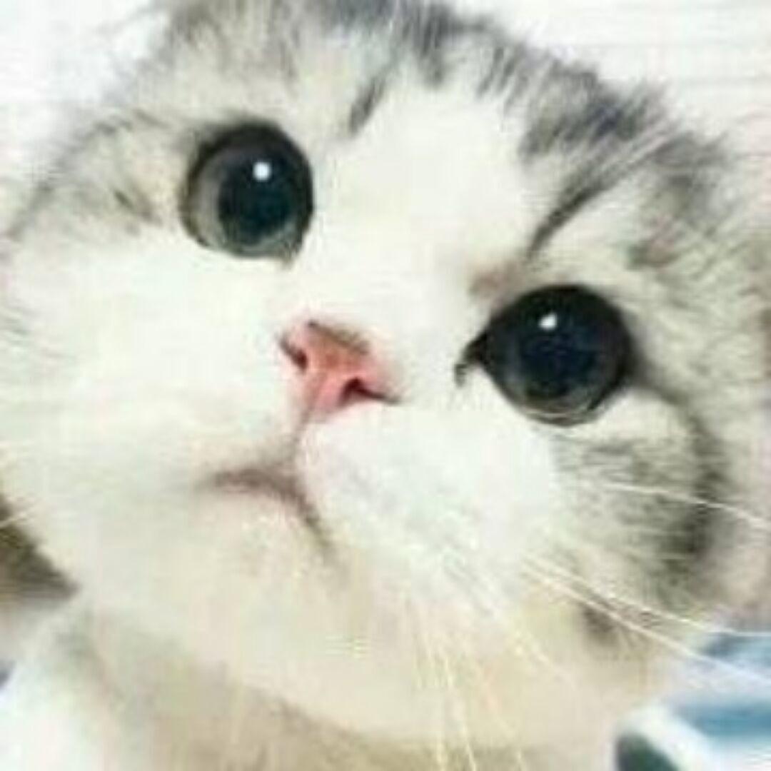 深圳市真新鲜贸易有限公司官方直播号啊