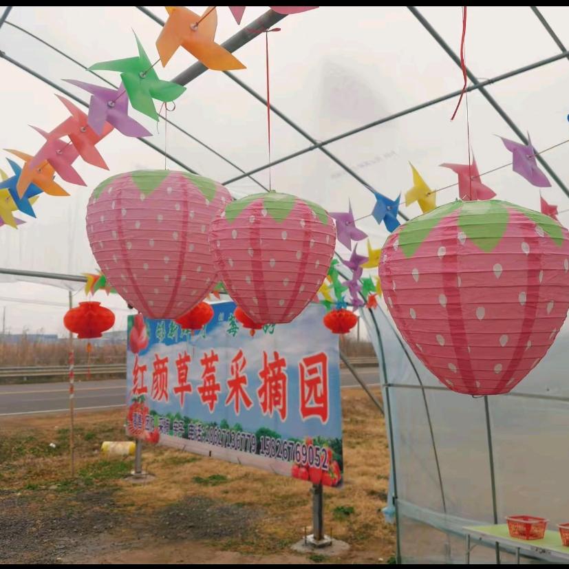 红颜草莓采摘园