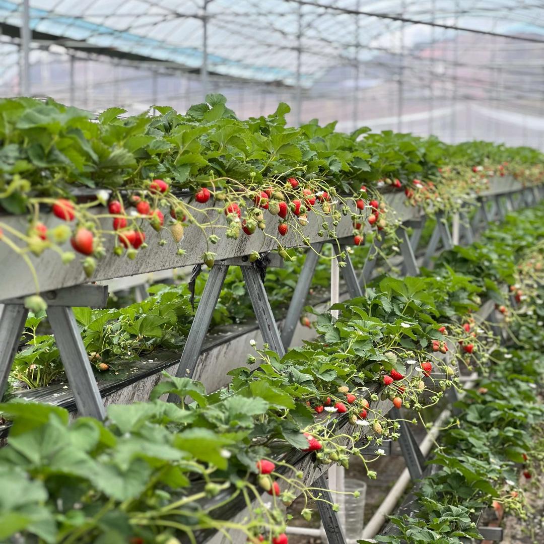 星光生态农业园·草莓采摘园官方号