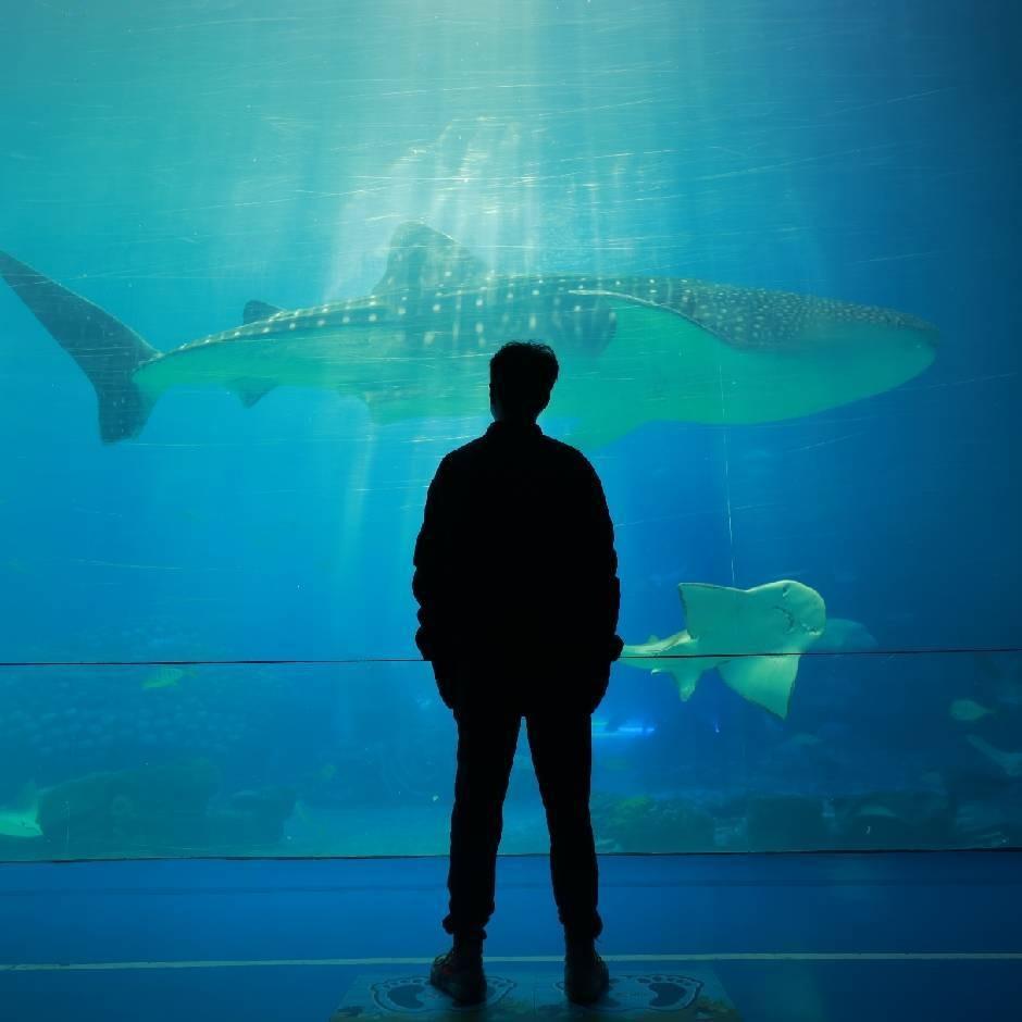 芝士雪豹直播号