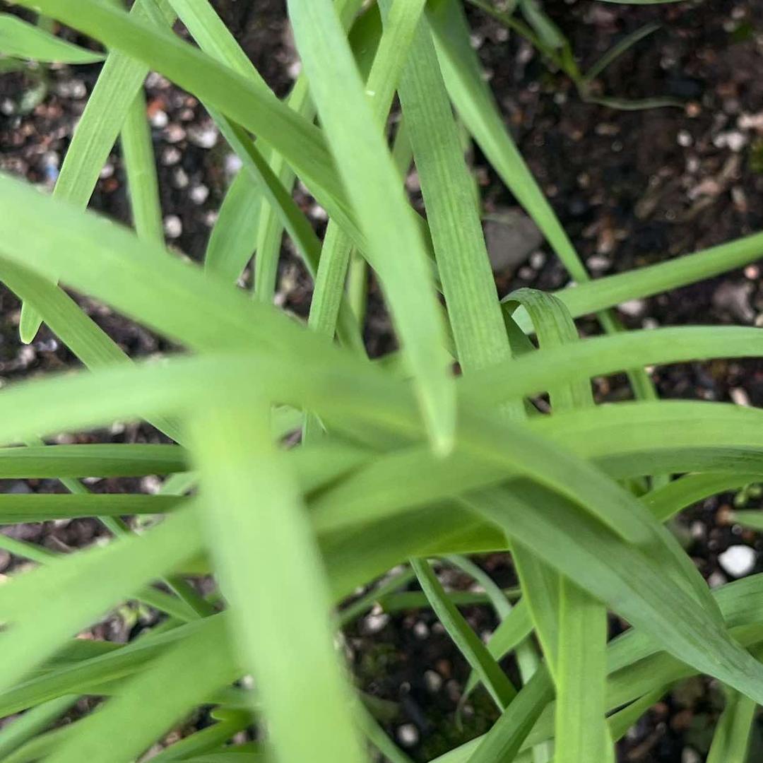 马良小美百货号