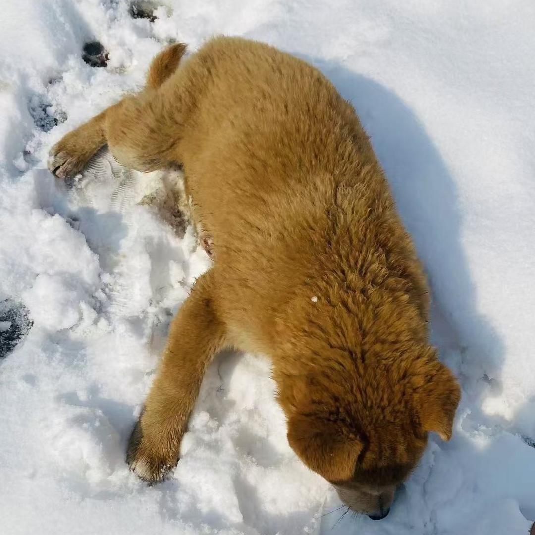 喜欢打游戏的弟弟