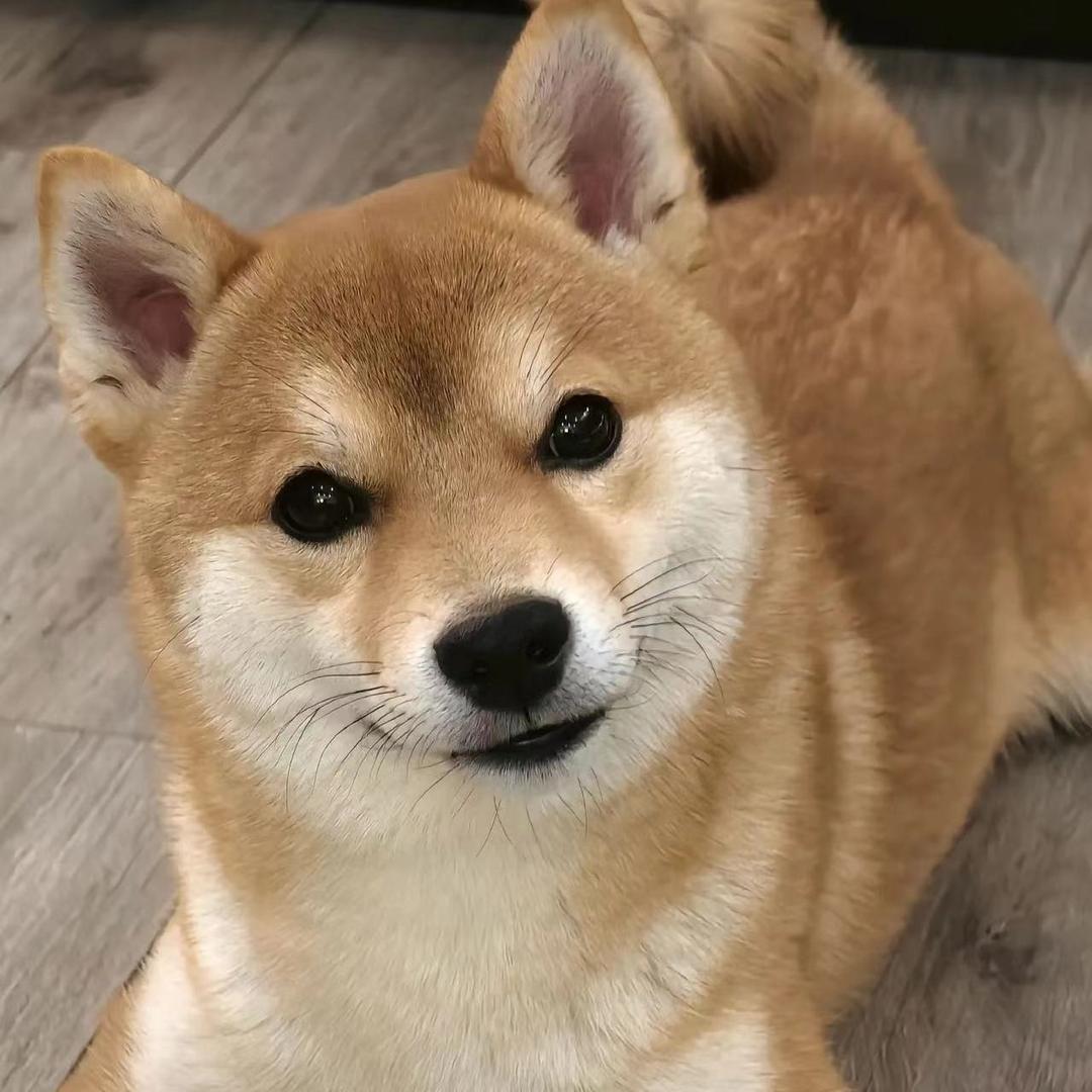 瑞瑞帅帅的（喻寺戴尔电脑店）