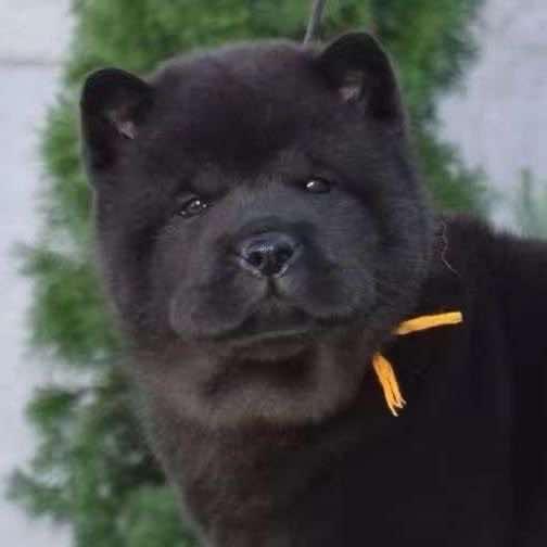 八方土狗犬舍