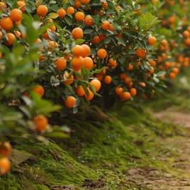 舷乔涟百货小力