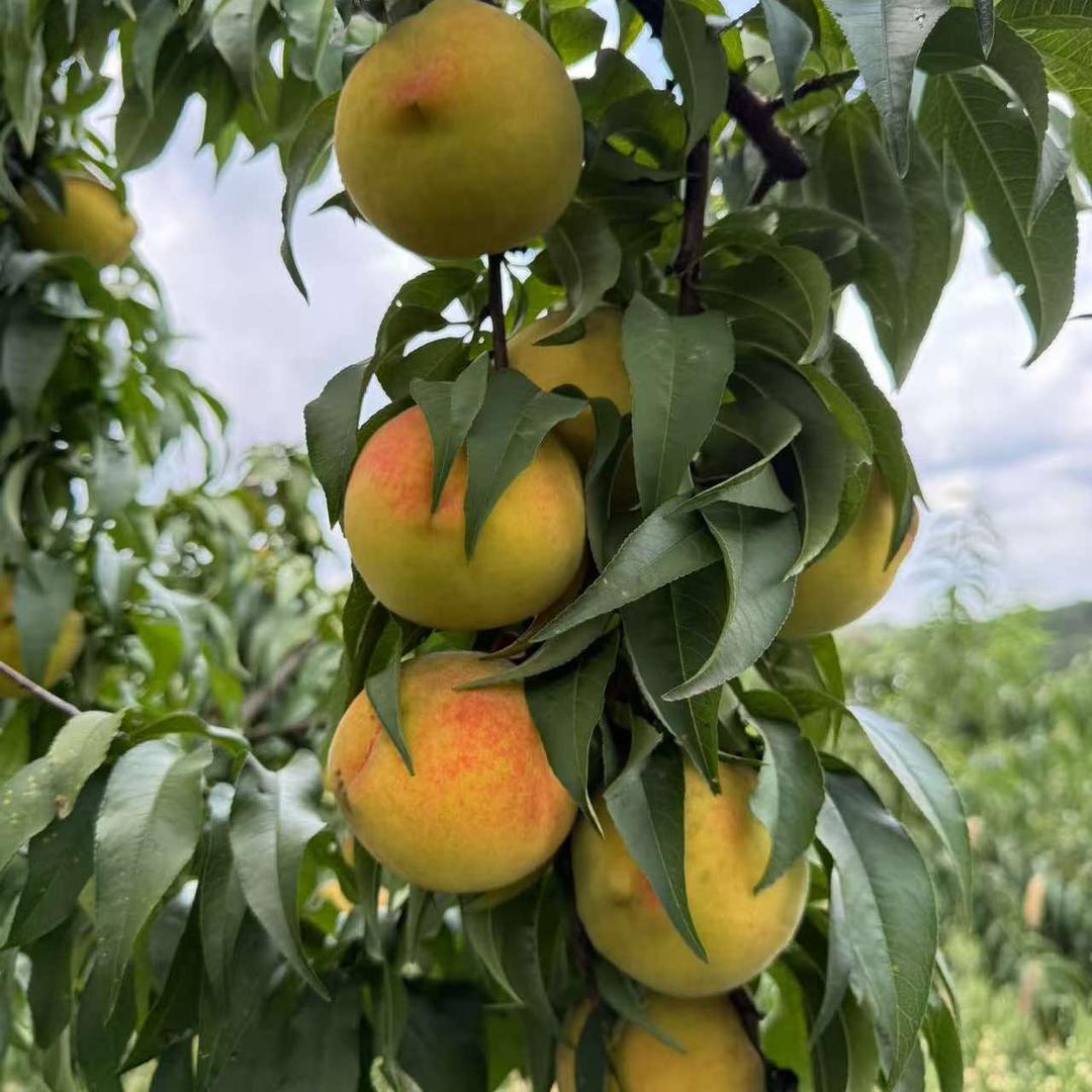 春燕农场供应链