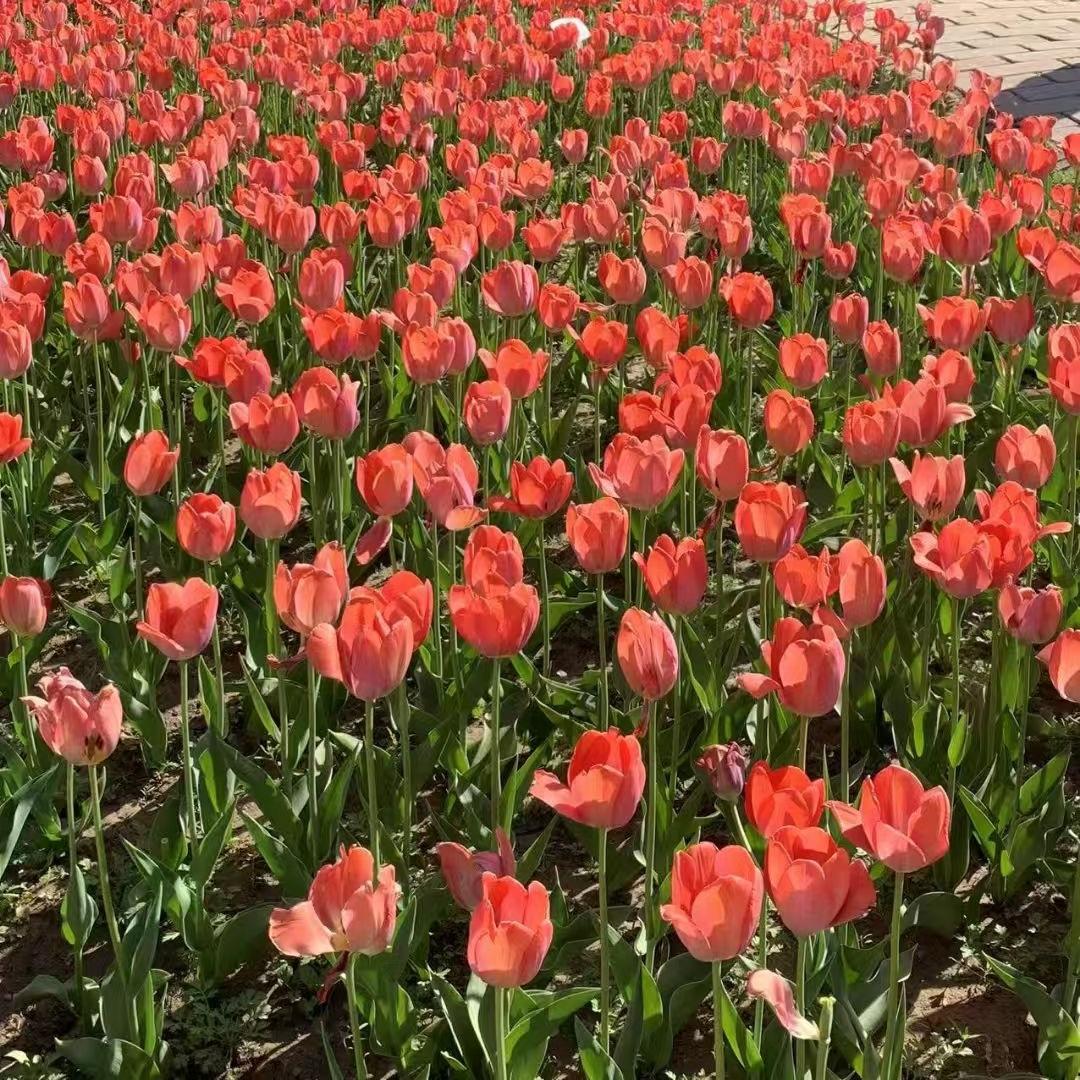 双赢建材水泥沙石配送