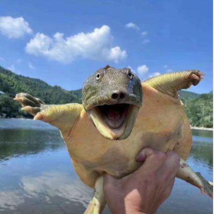雅桥直播号