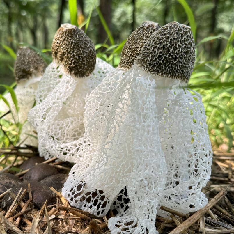 美著龙湾采摘园