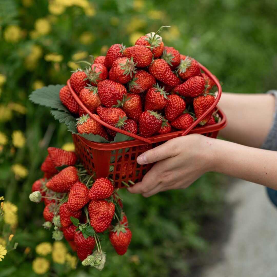 福州乐享草莓农场