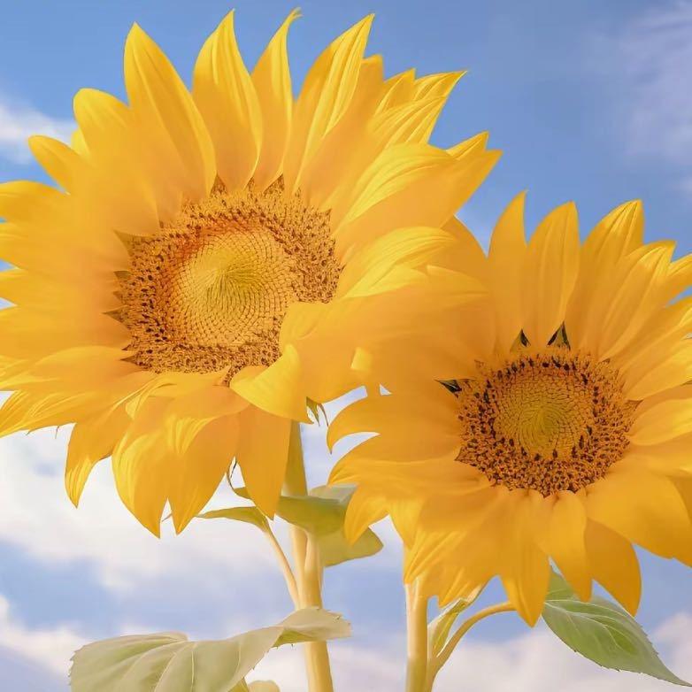 天猫小店(塘沽湾壹号景瑞花园店)eefftghhj直播号