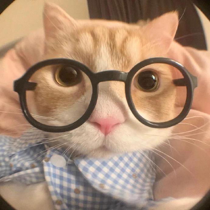 小啊树的直播号