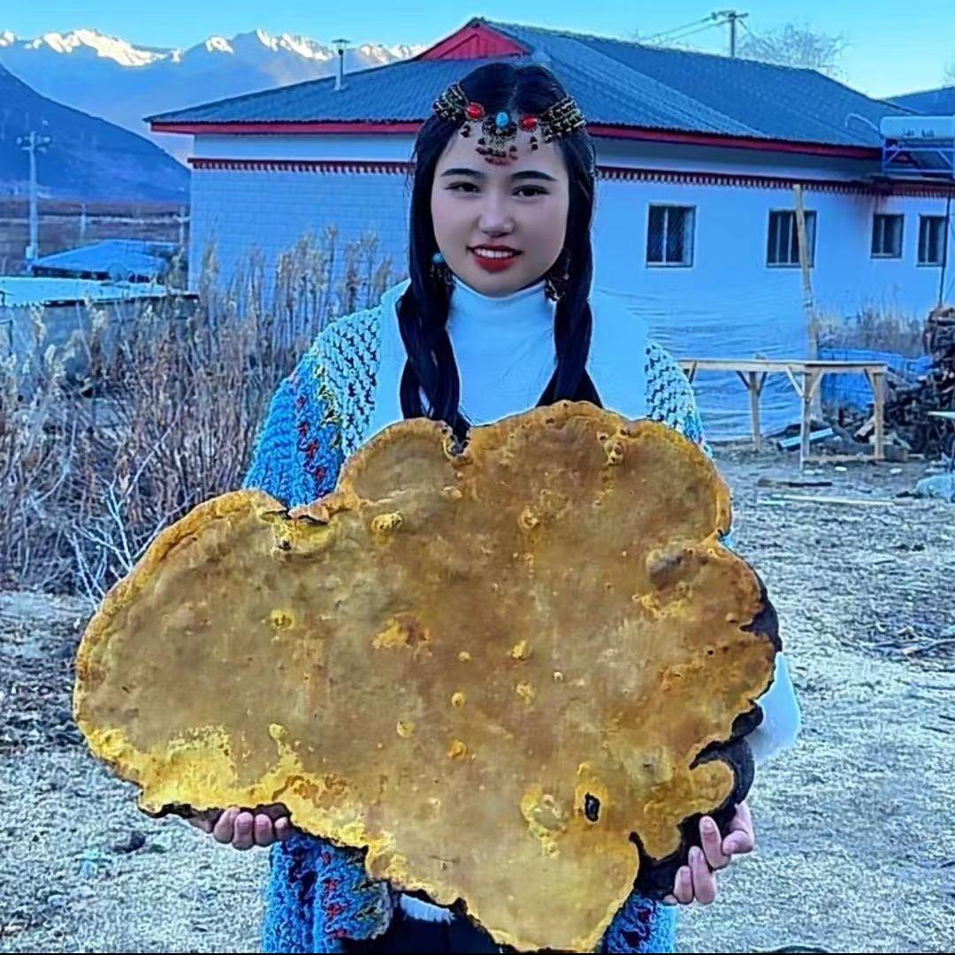 灵芝百草滋补（小明在西藏2）
