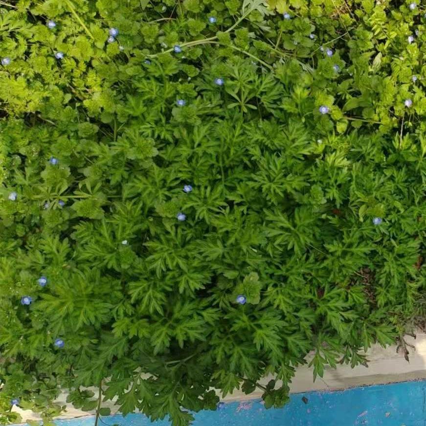 小王峰的0.直播号