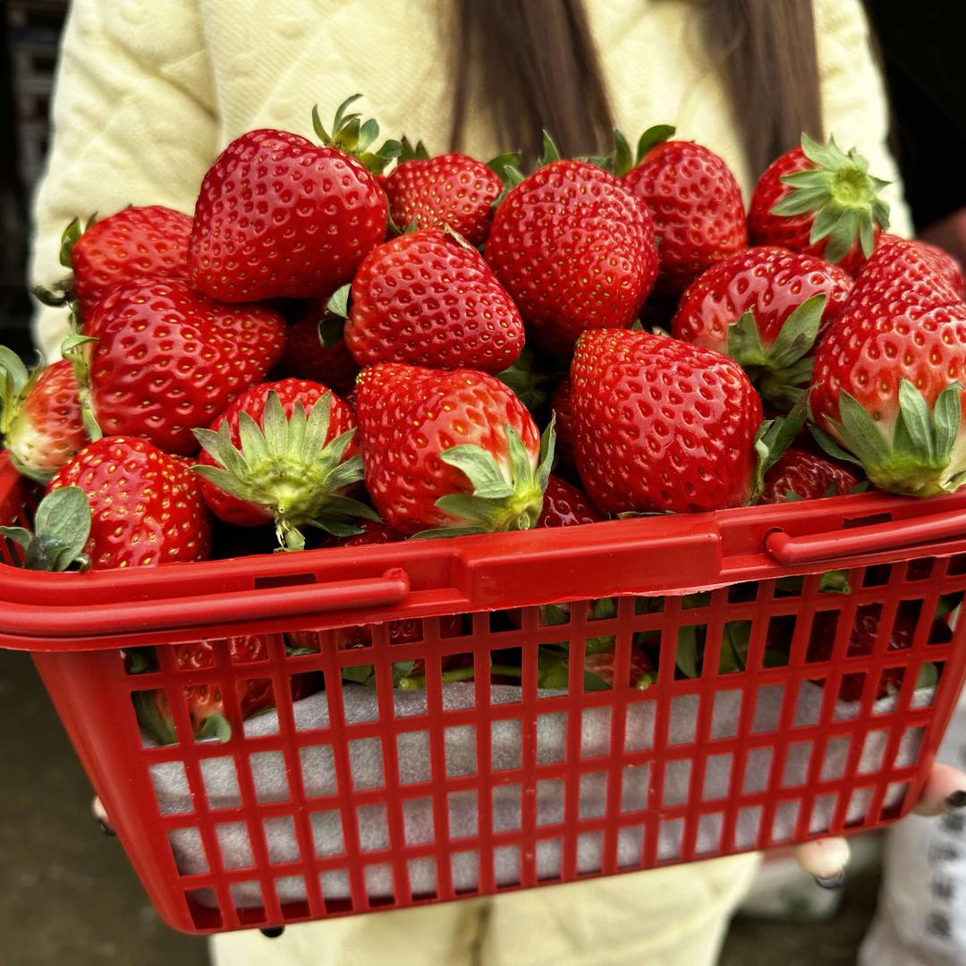 洞口县城城草莓园