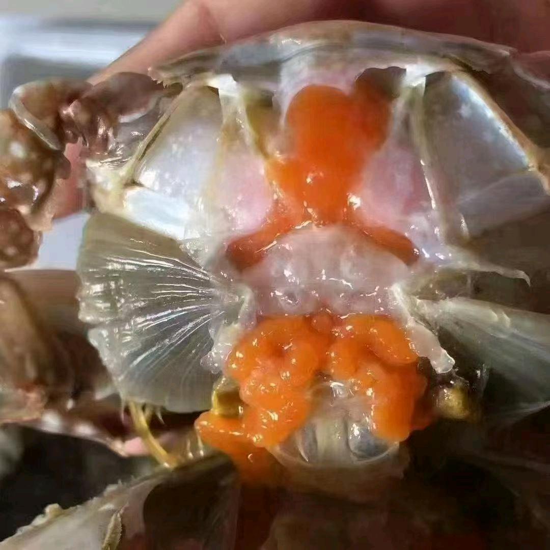 寒亭 李记咸蟹子 李光大号 渤海水产
