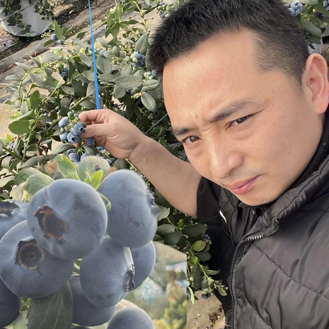 重庆松林果品
