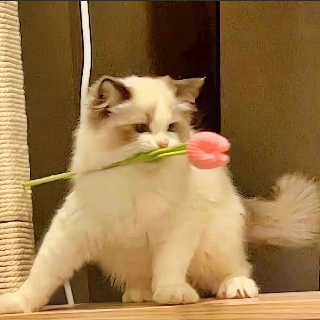 國王妹妹