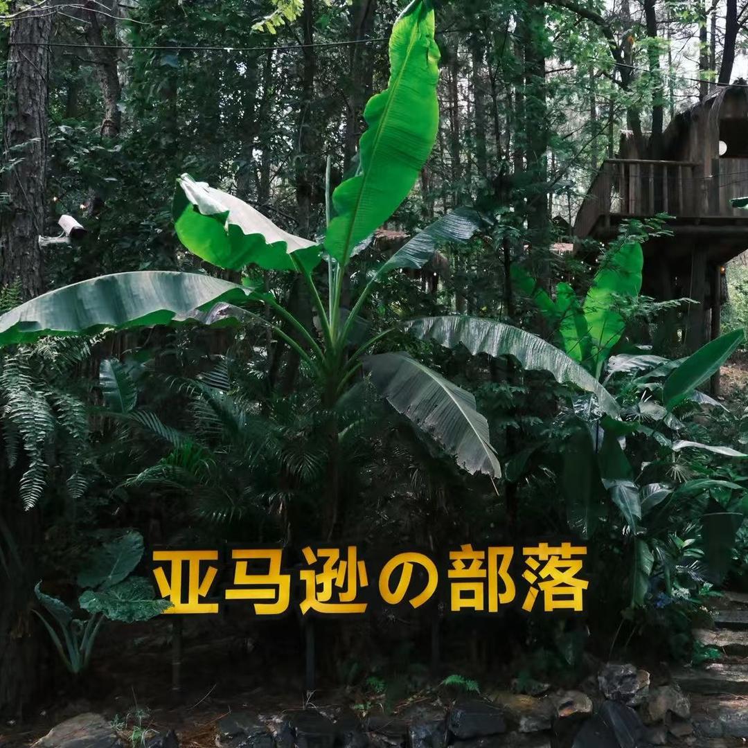 亚马逊丛林部落官方号