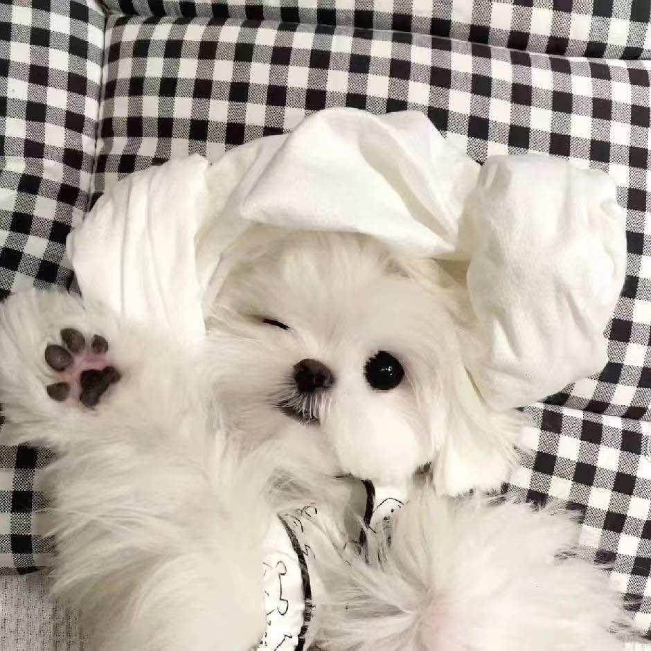 旺崽萌宠 边牧 萨摩耶 雪纳瑞