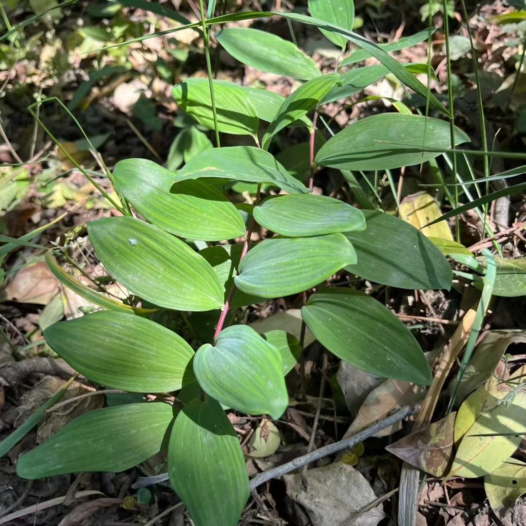 新农人种植欢姐（家之库）