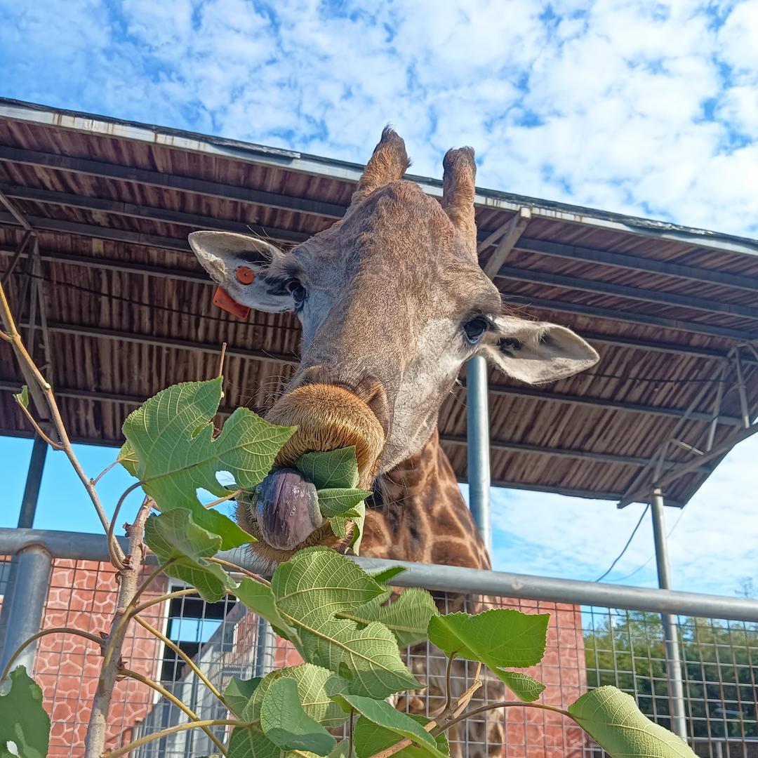 中国黄金承福金(青悦城店)中上古