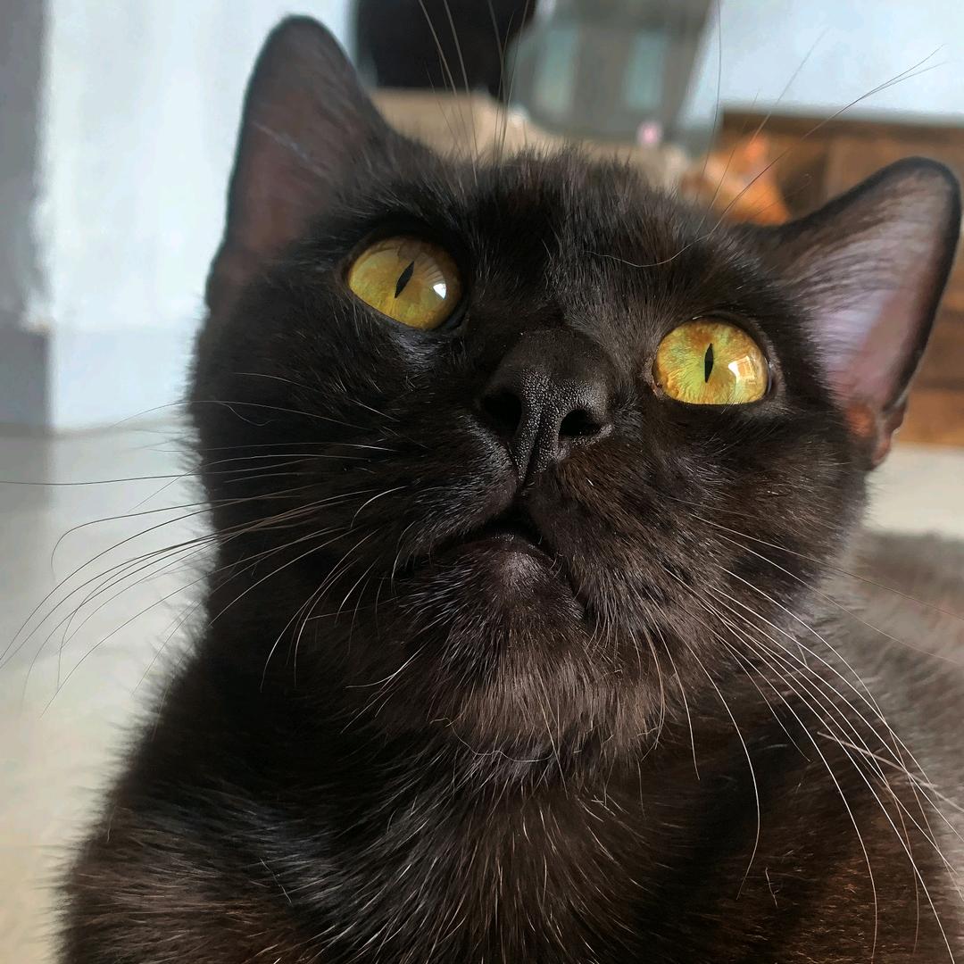 压扁的猫