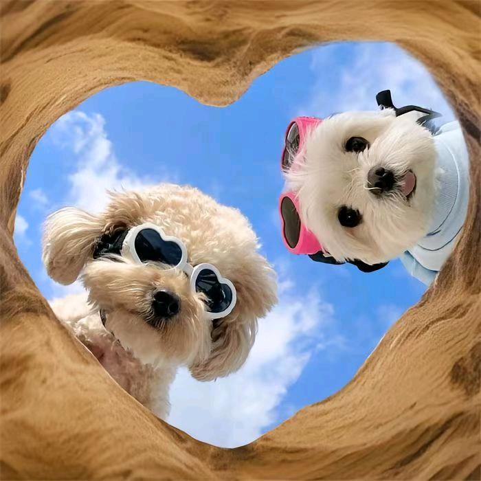 招财旺财宠物会所(天府苑店)官方号